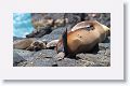 Galapagos Sea Lion cow and pup