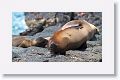 Galapagos Sea Lion cow and pup