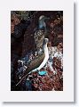 Blue-footed Boobies, males