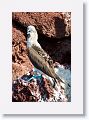 Blue-footed Booby, male