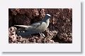 Brown Noddy