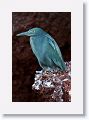 Lava Heron