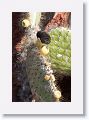 Common Cactus Finch
