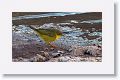 Yellow Warbler