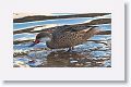 White-cheeked Pintail