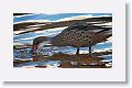 White-cheeked Pintail