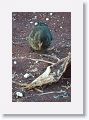 Large Ground Finch