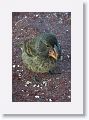 Large Ground Finch