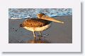 Brown Pelican