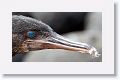 Human watchers are reflected in this Flightless Cormorant's eye