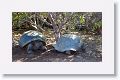 After a wet landing on the western shore of Isabela, we came upon several giant tortoises of the population of Alcedo Volcano, a dome type of shell because of the grazing off the ground level feeding behavior