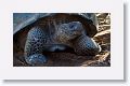 Giant tortoise, Alcedo Volcano