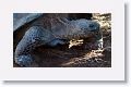 Giant tortoise, Alcedo Volcano