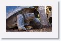 Giant tortoise, Alcedo Volcano
