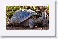 Giant tortoise, Alcedo Volcano