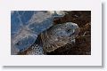 Giant tortoise, Alcedo Volcano