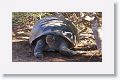 Giant tortoise, Alcedo Volcano