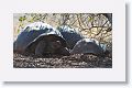 Giant tortoises, Alcedo Volcano