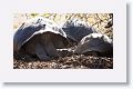 Giant tortoises, Alcedo Volcano