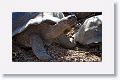 Giant tortoises, Alcedo Volcano