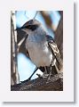 Galapagos Mockingbird