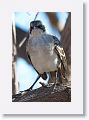 Galapagos Mockingbird
