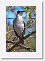 Galapagos Mockingbird