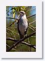 Galapagos Mockingbird