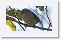 Medium Tree-Finch