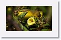 Yellow Warbler, female