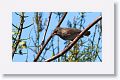 Medium Tree-Finch