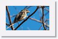 Medium Tree-Finch