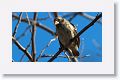 Medium Tree-Finch