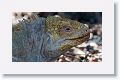 Land Iguana
