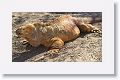 Land Iguana