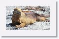 Land Iguana