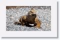 Land Iguana