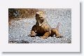 Land Iguana