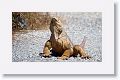 Land Iguana