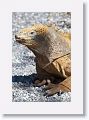 Land Iguana