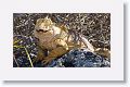 Land Iguana