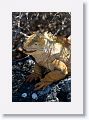 Land Iguana