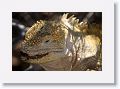 Land Iguana