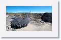 In 1954, the ocean floor uplifted an average of 15 feet exposing corals