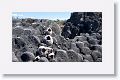 In 1954, the ocean floor uplifted an average of 15 feet exposing corals
