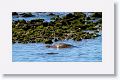 Green Sea Turtle