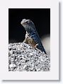 Lava Lizard