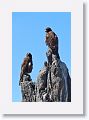 Galapagos Hawks