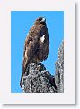 Galapagos Hawk