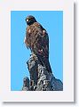 Galapagos Hawk